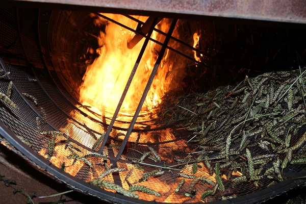 Foto - Buğday başaklarının firiğe dönüşme yolculuğu