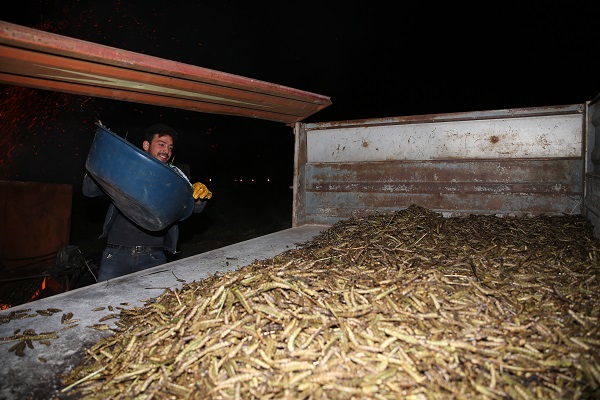 Foto - Buğday başaklarının firiğe dönüşme yolculuğu