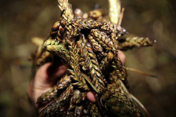 Foto - Buğday başaklarının firiğe dönüşme yolculuğu