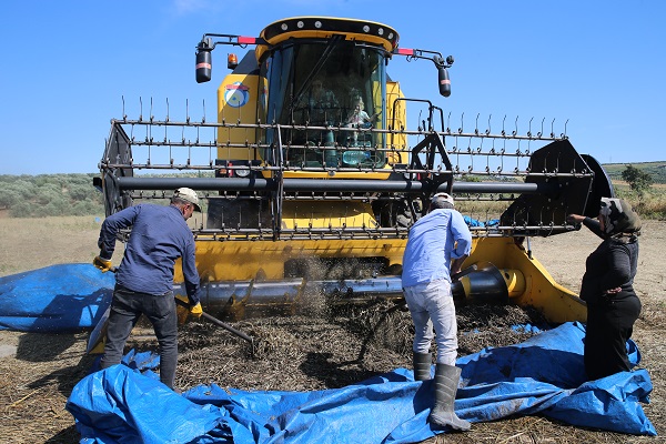Foto - Buğday başaklarının firiğe dönüşme yolculuğu