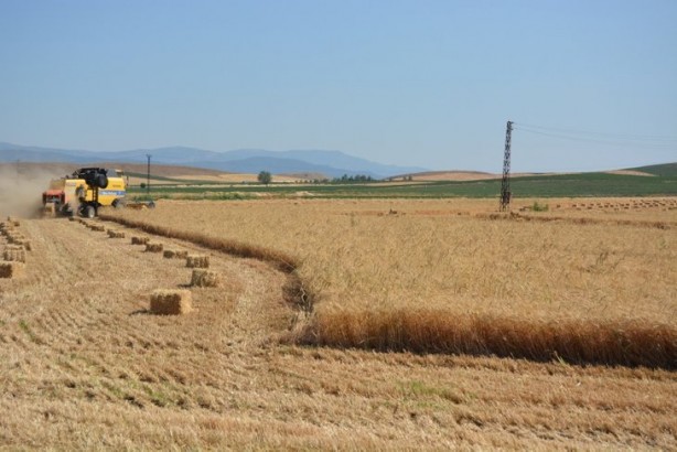 Foto - Buğday tarlaları tek tek yakılıyor! Koca arazi kül oldu