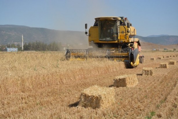 Foto - Buğday tarlaları tek tek yakılıyor! Koca arazi kül oldu