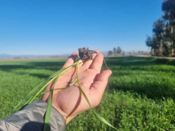 Foto - Buğday tarlalarında büyük tehdit! Uzman isim 'Maalesef' diyerek söze başladı