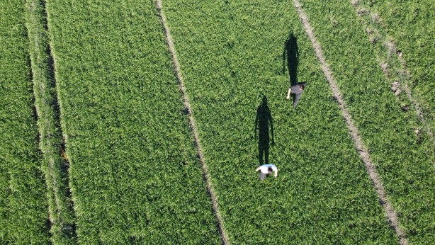 Foto - Buğday tarlalarında büyük tehdit! Uzman isim 'Maalesef' diyerek söze başladı