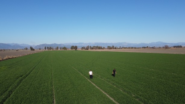 Foto - Buğday tarlalarında büyük tehdit! Uzman isim 'Maalesef' diyerek söze başladı