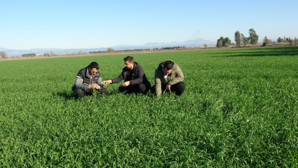 Foto - Buğday tarlalarında büyük tehdit! Uzman isim 'Maalesef' diyerek söze başladı