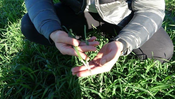 Foto - Buğday tarlalarında büyük tehdit! Uzman isim 'Maalesef' diyerek söze başladı