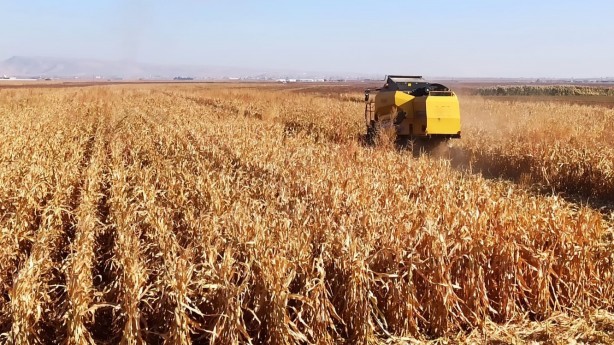 Foto - Buğdayda verimi patlatacak tavsiyeler