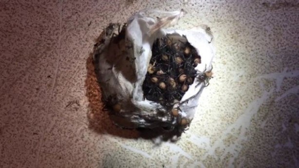 Foto - Bulduğu kesenin içindekiler hayrete düşürdü