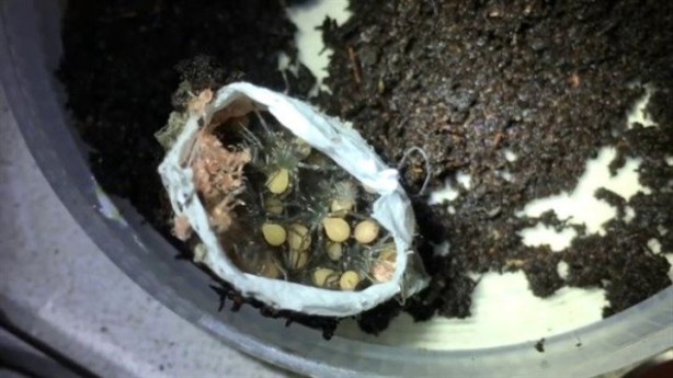 Foto - Bulduğu kesenin içindekiler hayrete düşürdü