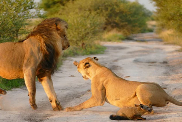 Foto - Bulduğu yaralı tilkiyi canı pahasına korudu!