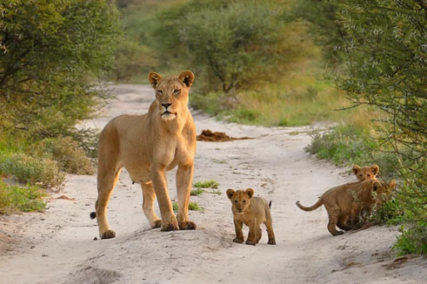 Foto - Bulduğu yaralı tilkiyi canı pahasına korudu!