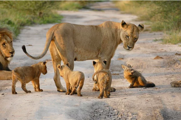 Foto - Bulduğu yaralı tilkiyi canı pahasına korudu!
