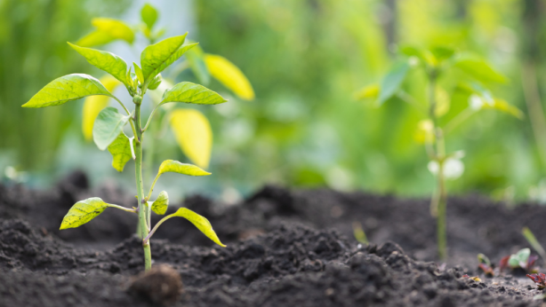 Foto - Bulgaristan'dan aldığı tohumu tarlasına ekti! Sonrasında olanlar tüm Türkiye'yi şaşkına çevirdi: Olamaz böyle bir şey