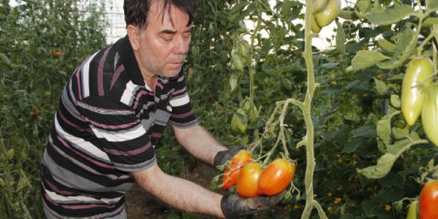 Foto - Bulgaristan'dan aldığı tohumu tarlasına ekti! Sonrasında olanlar tüm Türkiye'yi şaşkına çevirdi: Olamaz böyle bir şey