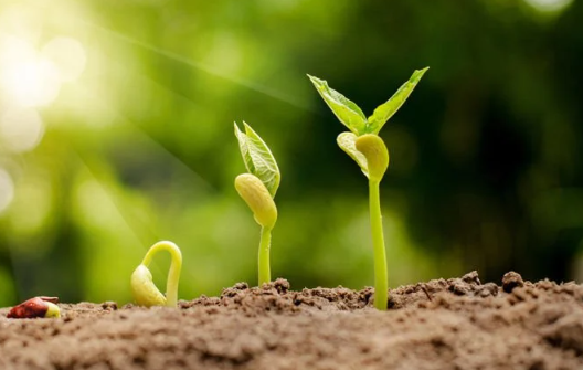 Foto - Bulgaristan'dan aldığı tohumu tarlasına ekti! Sonrasında olanlar tüm Türkiye'yi şaşkına çevirdi: Olamaz böyle bir şey