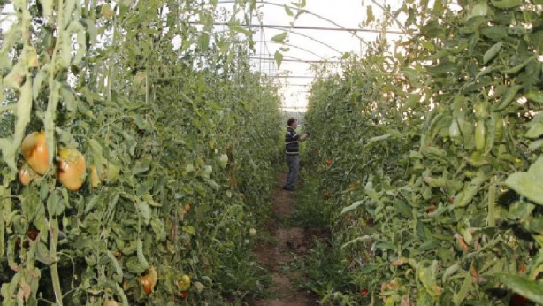 Foto - Bulgaristan'dan aldığı tohumu tarlasına ekti! Sonrasında olanlar tüm Türkiye'yi şaşkına çevirdi: Olamaz böyle bir şey