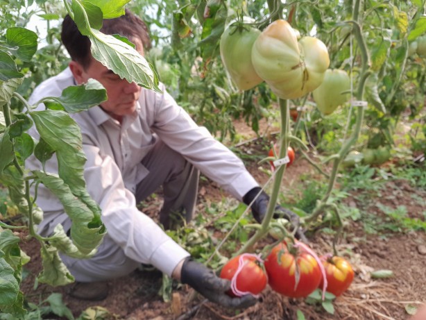 Foto - Bulgaristan'dan getirdiği ata tohumunu bahçesine ekti! Sonrasında yaşananlar tüm köyü şaşkına çevirdi