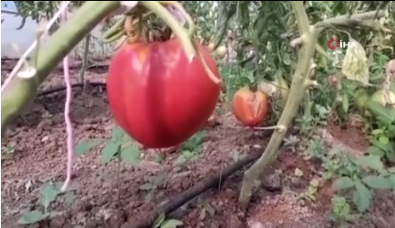 Foto - Bulgaristan'dan getirdiği ata tohumunu bahçesine ekti! Sonrasında yaşananlar tüm köyü şaşkına çevirdi