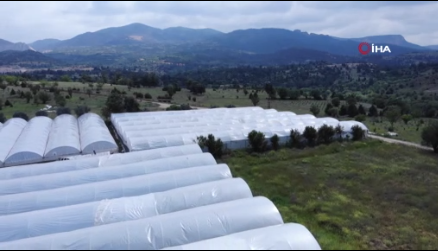Foto - Bulgaristan'dan getirdiği ata tohumunu bahçesine ekti! Sonrasında yaşananlar tüm köyü şaşkına çevirdi