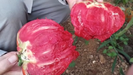 Foto - Bulgaristan'dan getirdiği ata tohumunu bahçesine ekti! Sonrasında yaşananlar tüm köyü şaşkına çevirdi