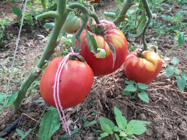 Foto - Bulgaristan'dan getirdiği ata tohumunu bahçesine ekti! Sonrasında yaşananlar tüm köyü şaşkına çevirdi