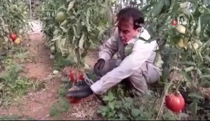 Foto - Bulgaristan'dan getirdiği ata tohumunu bahçesine ekti! Sonrasında yaşananlar tüm köyü şaşkına çevirdi