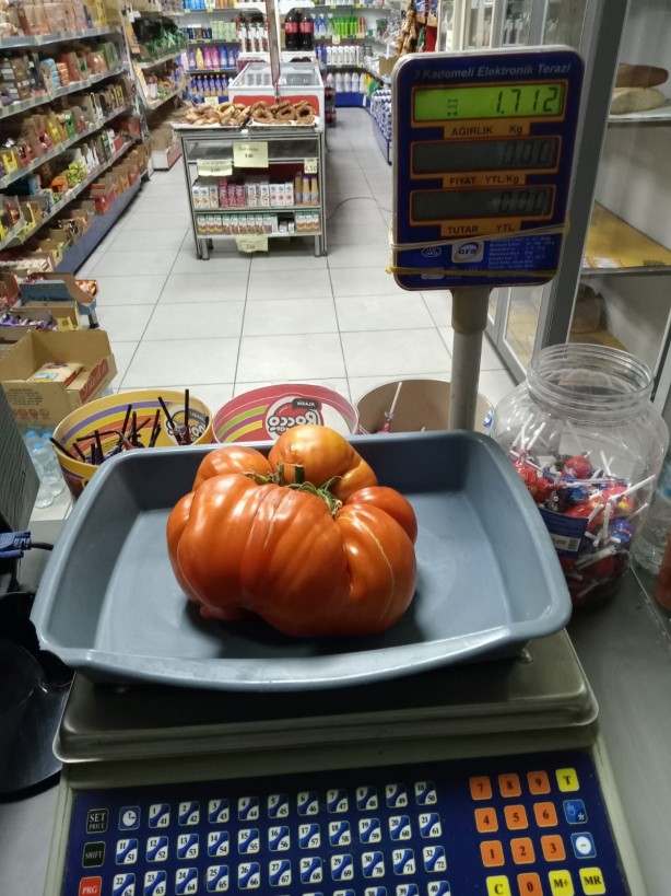 Foto - Bulgaristan'dan getirdiği ata tohumunu bahçesine ekti! Sonrasında yaşananlar tüm köyü şaşkına çevirdi