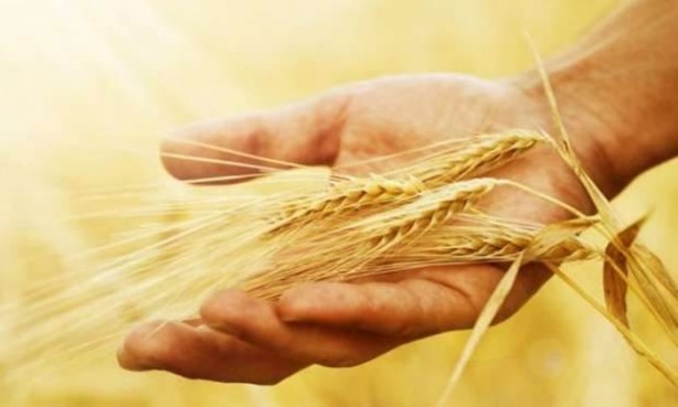 Foto - Bulgur çocuklar için öyle faydalı ki!