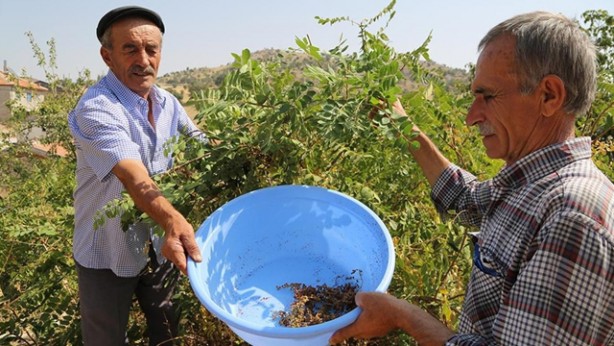 Bundan yemeğe bir tutam atın ve mucizeye tanık olun! Yok böyle bir şey! Faydalarını öğrenince her yemeğe katacaksınız