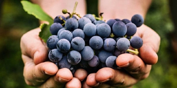 Foto - Bundan yiyen, zıpkın gibi, dipçik gibi oluyor! Resmen vitamin deposu! İlacı ve hastaneyi unutacaksınız