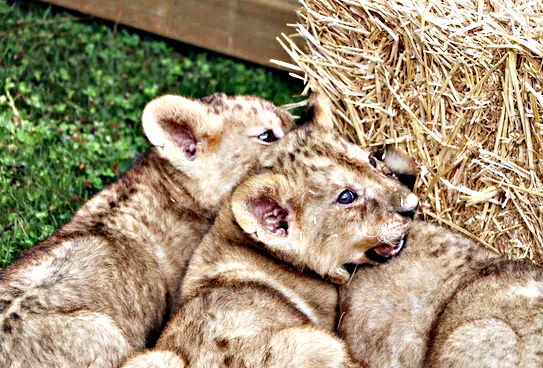 Foto - Bunlarda Cumhurbaşkanı Erdoğan'ın yavru aslanları! Hediye edilmişti: İsimleri anket ile belirlenecek!