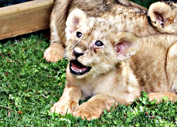 Foto - Bunlarda Cumhurbaşkanı Erdoğan'ın yavru aslanları! Hediye edilmişti: İsimleri anket ile belirlenecek!