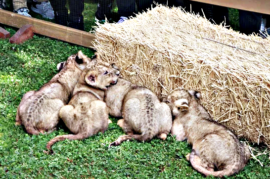 Foto - Bunlarda Cumhurbaşkanı Erdoğan'ın yavru aslanları! Hediye edilmişti: İsimleri anket ile belirlenecek!