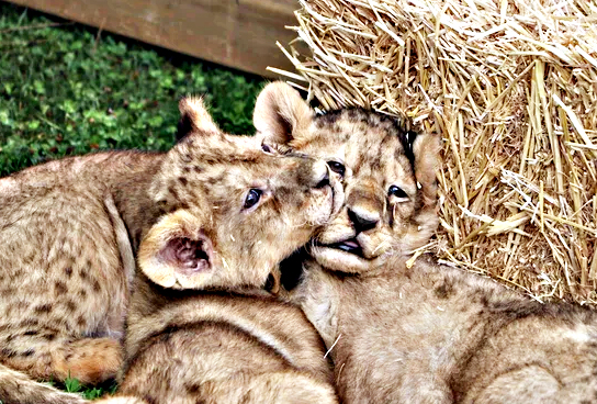 Foto - Bunlarda Cumhurbaşkanı Erdoğan'ın yavru aslanları! Hediye edilmişti: İsimleri anket ile belirlenecek!