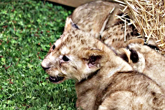 Foto - Bunlarda Cumhurbaşkanı Erdoğan'ın yavru aslanları! Hediye edilmişti: İsimleri anket ile belirlenecek!