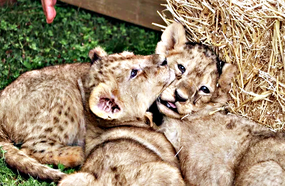Foto - Bunlarda Cumhurbaşkanı Erdoğan'ın yavru aslanları! Hediye edilmişti: İsimleri anket ile belirlenecek!
