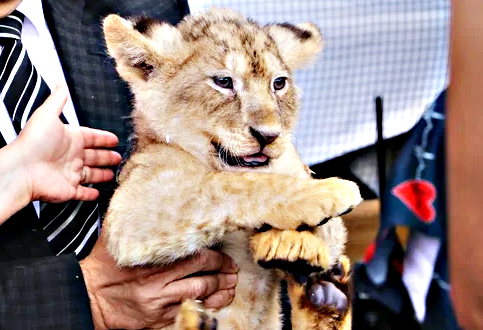 Foto - Bunlarda Cumhurbaşkanı Erdoğan'ın yavru aslanları! Hediye edilmişti: İsimleri anket ile belirlenecek!