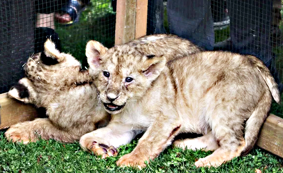 Bunlarda Cumhurbaşkanı Erdoğan'ın yavru aslanları! Hediye edilmişti: İsimleri anket ile belirlenecek!