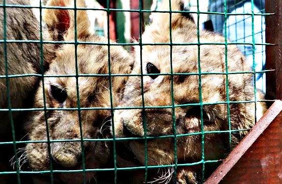 Foto - Bunlarda Cumhurbaşkanı Erdoğan'ın yavru aslanları! Hediye edilmişti: İsimleri anket ile belirlenecek!