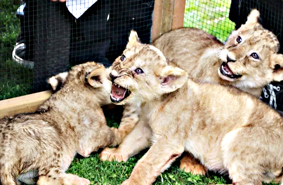 Foto - Bunlarda Cumhurbaşkanı Erdoğan'ın yavru aslanları! Hediye edilmişti: İsimleri anket ile belirlenecek!