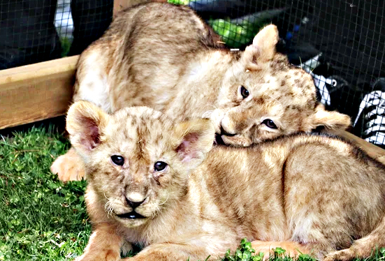 Foto - Bunlarda Cumhurbaşkanı Erdoğan'ın yavru aslanları! Hediye edilmişti: İsimleri anket ile belirlenecek!