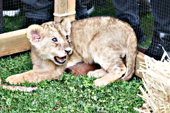 Foto - Bunlarda Cumhurbaşkanı Erdoğan'ın yavru aslanları! Hediye edilmişti: İsimleri anket ile belirlenecek!