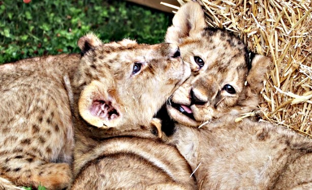 Foto - Bunlarda Cumhurbaşkanı Erdoğan'ın yavru aslanları! Hediye edilmişti: İsimleri anket ile belirlenecek!