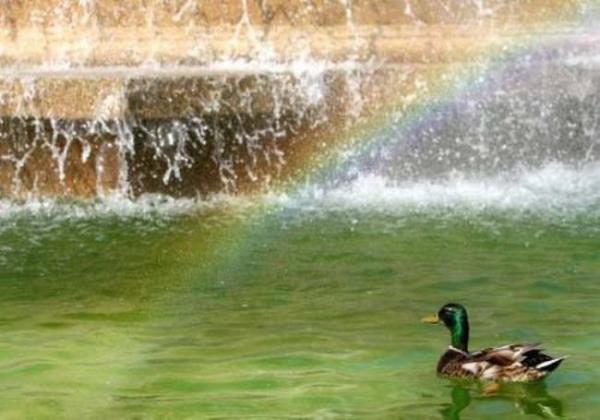 Foto - Bunları duyanlar şaşırıyor! İşte birbirinden ilginç tuhaf bilgiler…