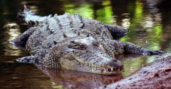 Foto - Bunları duyanlar şaşırıyor! İşte birbirinden ilginç tuhaf bilgiler…