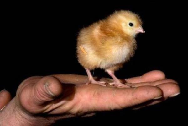 Foto - Bunları duyanlar şaşırıyor! İşte birbirinden ilginç tuhaf bilgiler…