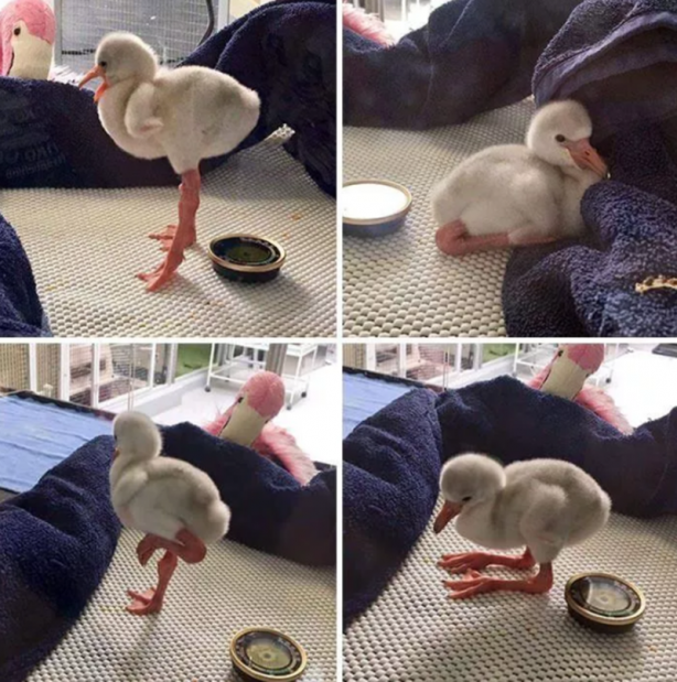 Foto - Bunları ne duydunuz ne gördünüz! İnsanı hayrete düşüren gerçekler