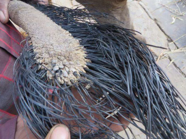 Foto - Bunları ne duydunuz ne gördünüz! İnsanı hayrete düşüren gerçekler