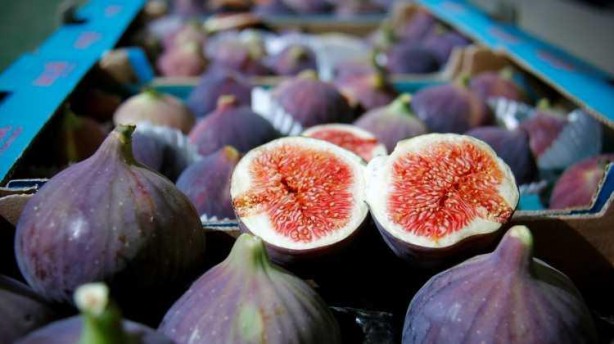 Foto - Bunları neredeyse hiç kimse bilmiyor! İncirin o faydalarını öğrenince kilo kilo alacaksınız